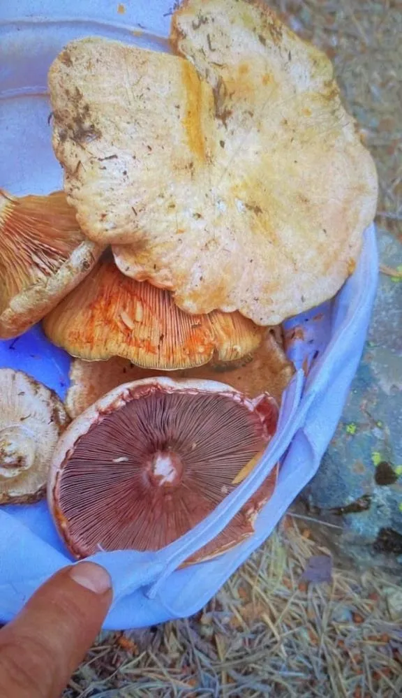 artvinde-yedikleri-mantardan-zehirlenen-2si-cocuk-6-kisi-tedaviye-alindi-1658212678848.jpg Artvin’de yedikleri mantardan zehirlenen 2’si çocuk 6 kişi tedaviye alındı - 2