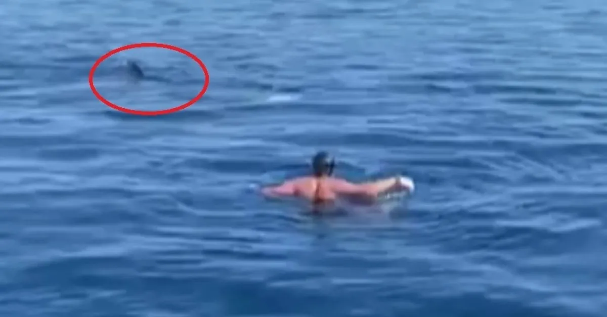 Son Dakika Olumle Burun Buruna Paralimpik Yuzucu Denizde Kopek Baligiyla Video Ahaber Video Izle