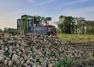 Şeker pancarının alım fiyatı açıklandı