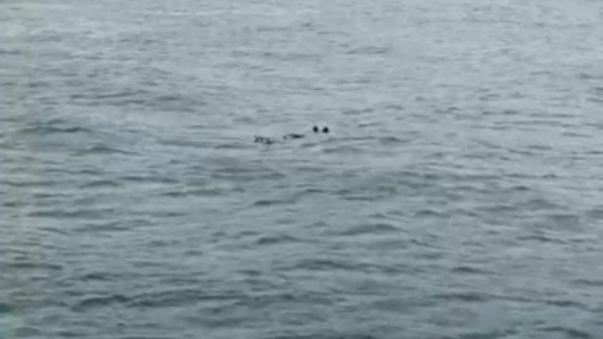 İstanbul Boğazı'nda kimliği belirsiz erkek cesedi bulundu!