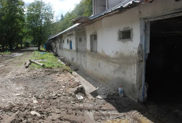 bartindaki-sel-felaketinde24-bin-tavuk-telef-oldu-1629529441101.jpg Bartın'daki sel felaketinde 24 bin tavuk telef oldu - 1
