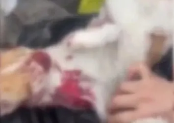 Osmangazi Belediyesi'nden hayvan katliamı: Çöp kamyonlarıyla taşıdılar