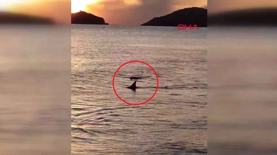 Muğla’da kumsala kadar yaklaşan köpek balıkları neyin habercisi? Uzman isim açıkladı