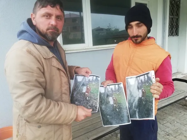 Sakarya'da ilginç olay! Kaybolan ineği için afiş bastırdı - 1