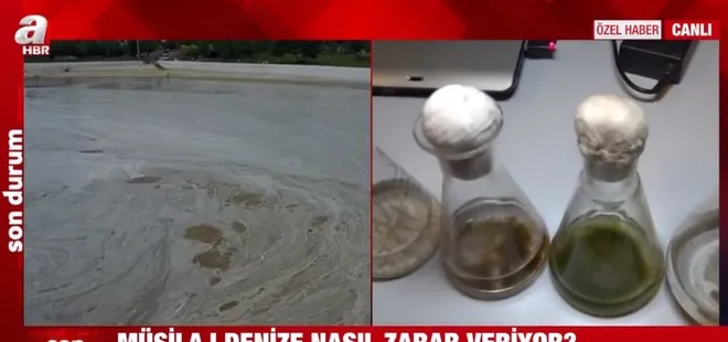 Müsilaj test sonuçları ilk kez A Haber’de! Prof. Dr. Neslihan Özdelice milyonları uyardı!