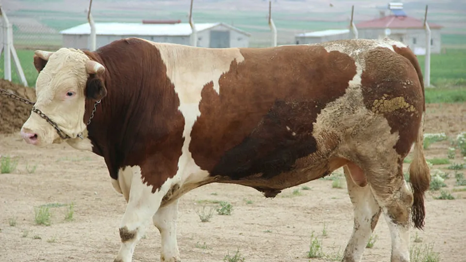 Bir tonluk kurbanlık tosun satışa çıktı! Dudak uçuklatan rakam