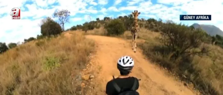 Bisiklet gezintisine zürafa engeli! Korku dolu anlar kamerada