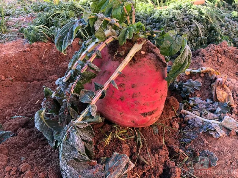 Büyüklüğü karşısında hayrete düştü! Tam 8 kilo... 2