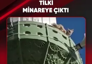 TİLKİ MİNAREYE ÇIKTI