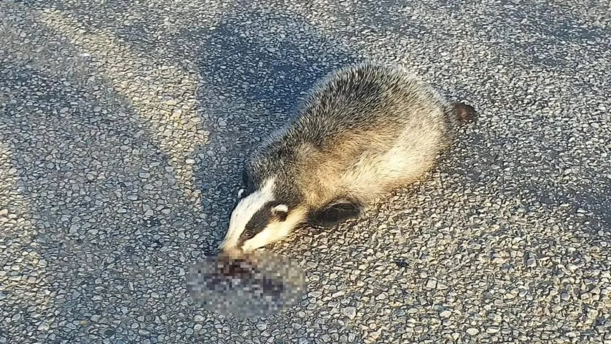 Akyaka'da aracın çarptığı porsuk telef oldu