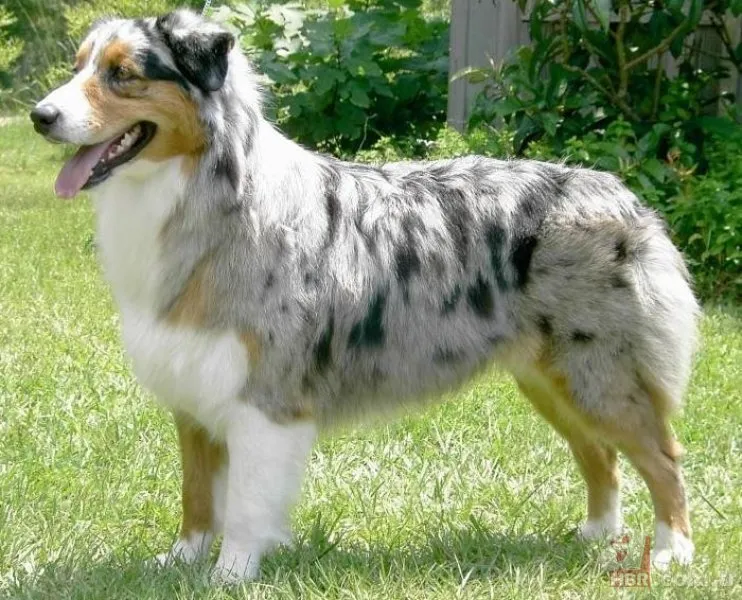 Dünyanın en zeki 10 köpeği belirlendi! Bakın hangi ırklar var…