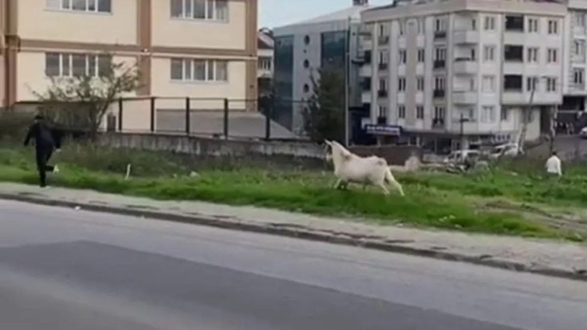 Görüntüler İstanbul'dan! Keçi öğrencileri böyle kovaladı