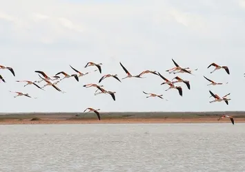 Flamingolar Tuz Gölü'nde!