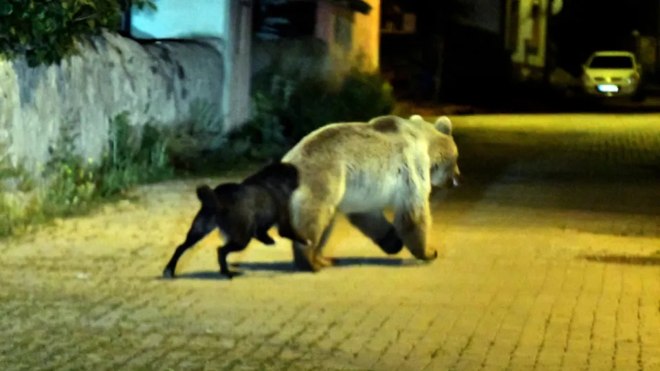 Adı gibi 'Cesur'! Boz ayıların korkulu rüyası