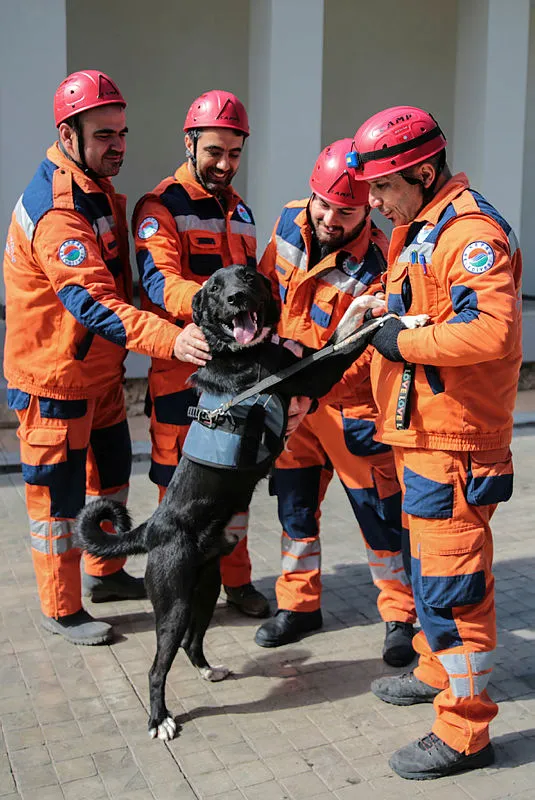 enkazdan-cikartilan-kopek-ekibin-yeni-uyesi-oldu-hayat-baska-hayatlari-kurtaracak-1677056881014.jpg Enkazdan çıkartılan köpek ekibin yeni üyesi oldu! "Hayat" başka hayatları kurtaracak - 3