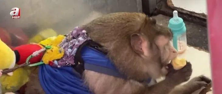 Bebekliğinden beri abur cuburla besleniyor! Obez maymun Godzilla diyet kampında