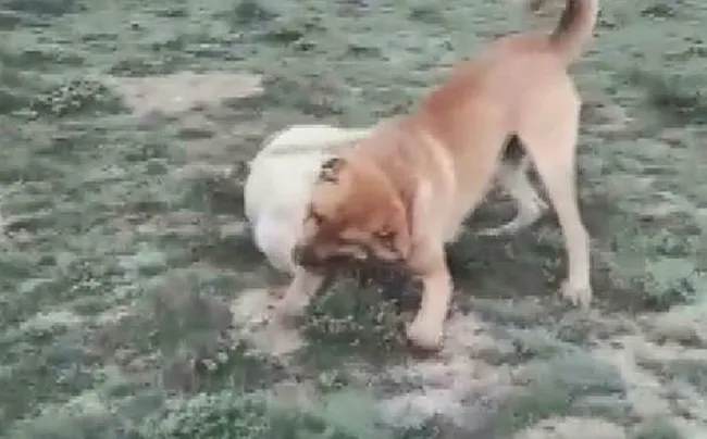 Konya'da internet üzerinden köpek dövüşü yaptıran ve bahis oynatanlara baskın! - 1