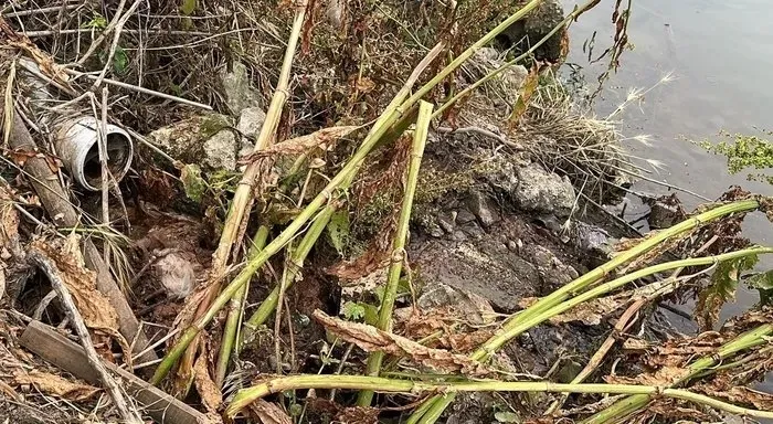 Kanalizasyon Meriç Nehri'ne bağlanmış! Edirne Belediyesi'nin gözü önünde skandal olay - 4