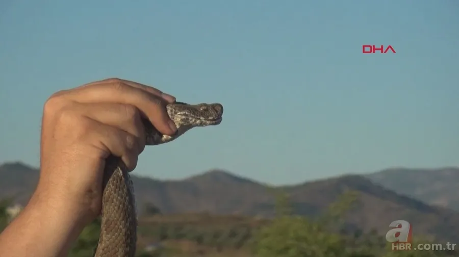Tek ısırığı bile öldürüyor! Eve giren zehirli yılanı elleriyle yakaladı 🐍 16