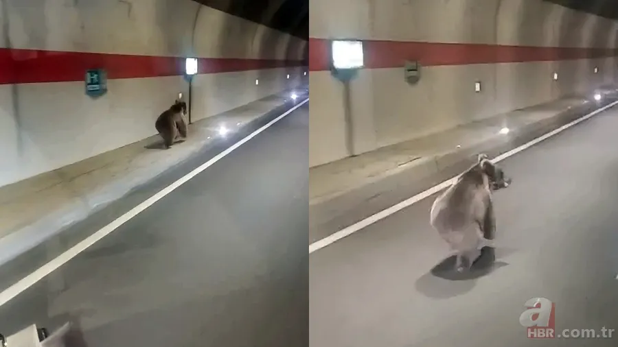 Yiyecek arayan ayı istikameti şaşırdı: Yolunu kısaltmak için tüneli kullandı 6