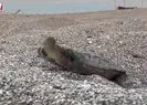 Denizle buluşmaları görüntülendi