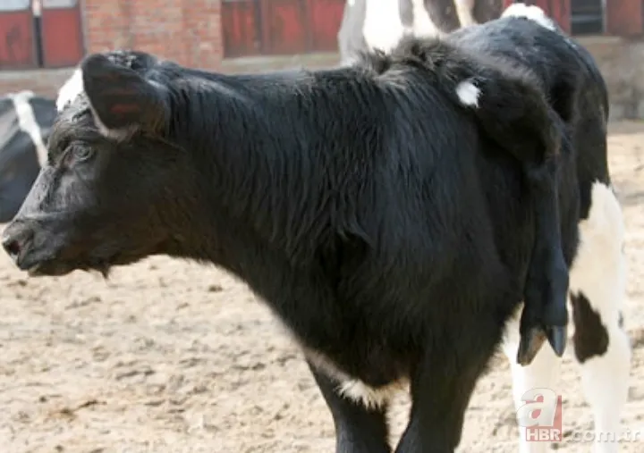 Denizin ortasında tencere içindeki tavuk sosyal medyayı salladı! Görenler gözlerine inanamadı 23