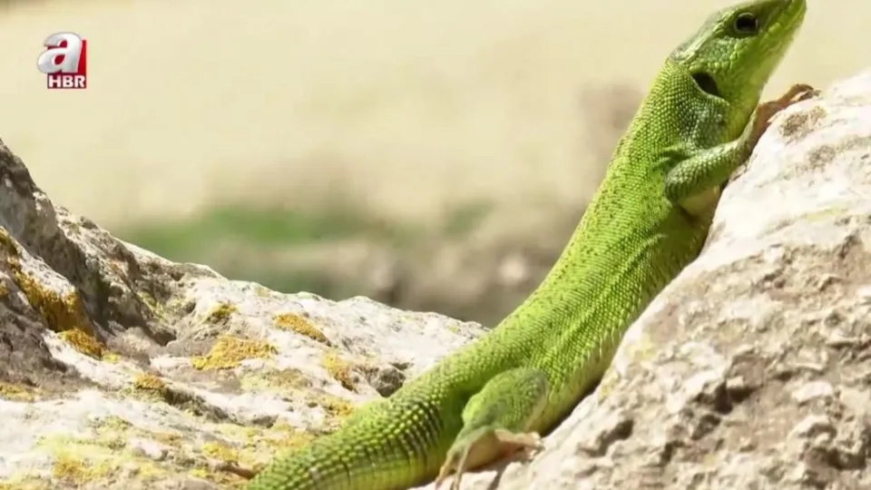 Çatalca İnceğiz Köyü