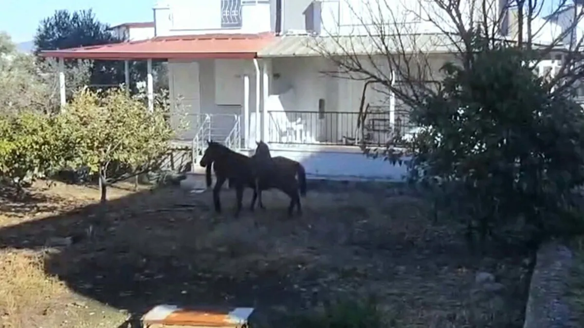 Aydın'da aç kalan yılkı atları, şehir merkezine indi