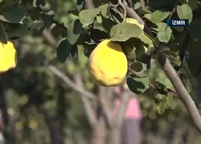 Türkiye’nin tarımı! Üreticilerin hasat heyecanı