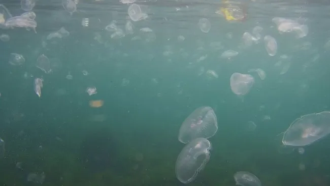 İstanbul Boğazı’nda denizanası istilası sualtından görüntülendi