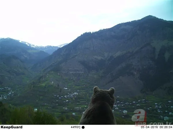 Dünyada ve Türkiye'de bir ilk! Aynı bölgede görüldüler 17