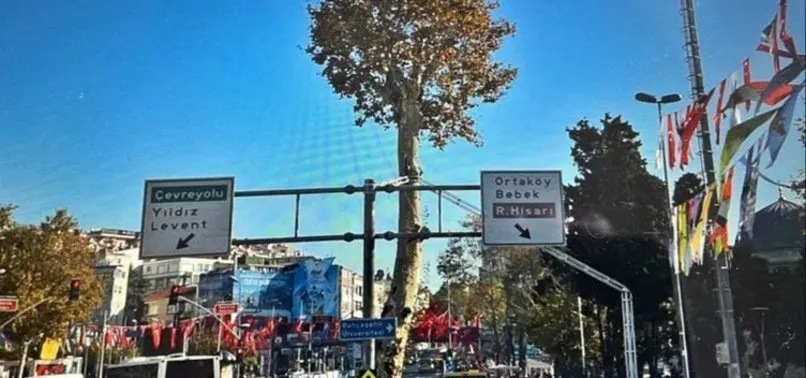 İBB Beşiktaş'taki 150 yıllık anıt çınarı yok etti! Tepki yağıyor: Mesele ağaç değil hala anlamadınız mı?
