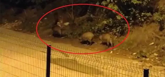Bursa’da domuzlar şehir merkezine inerek yiyecek aradı