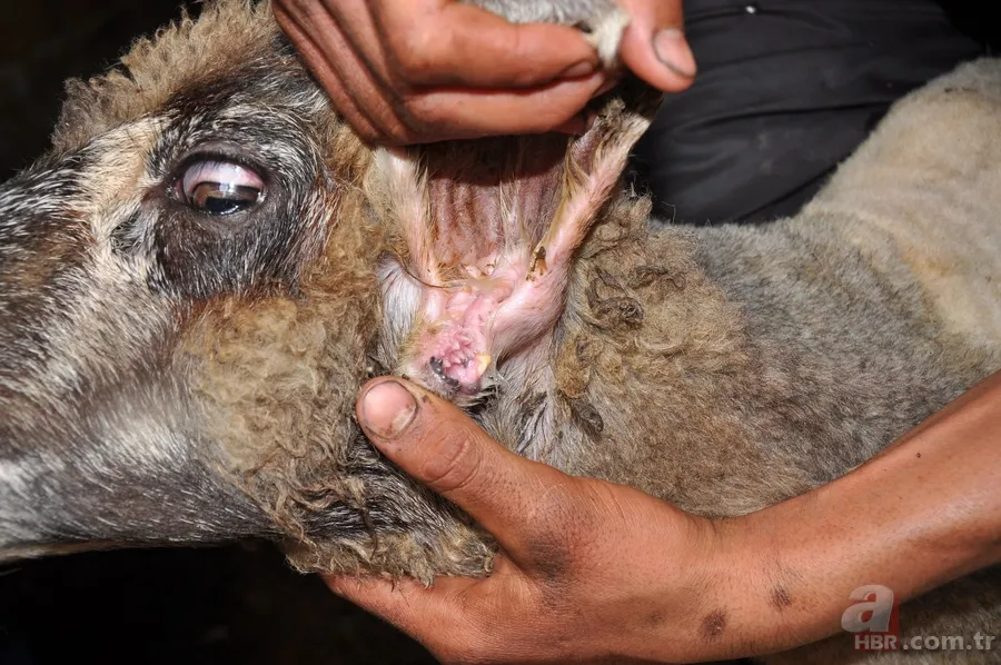 Koyunun kulağında ikinci bir ağız olduğu ortaya çıktı 4