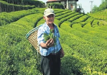 Beyaz çayın kilosu 4 bin 500 TL