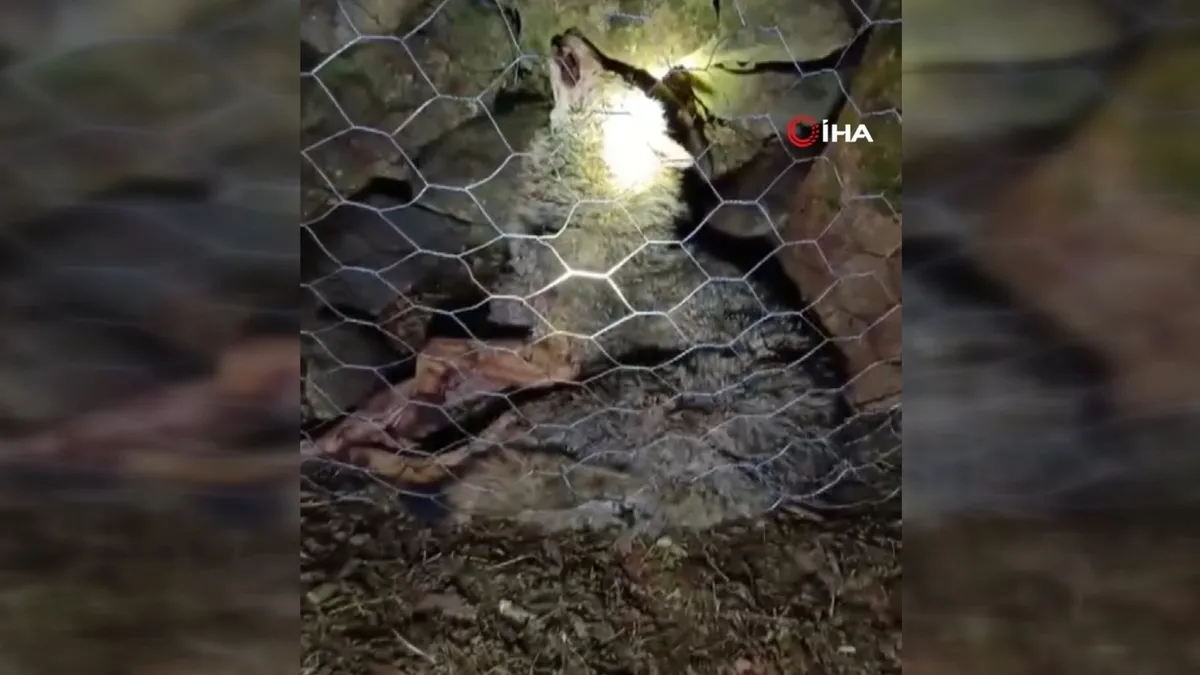 Görüntüler Trabzon’dan! Koyun sürüsüne saldıran kurt telef oldu