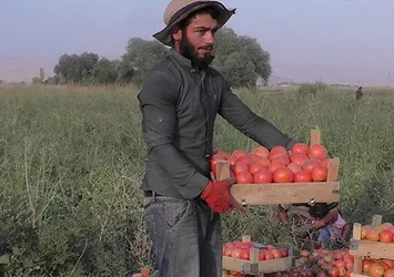 Muş'ta domatesin kilosu 40 kuruş