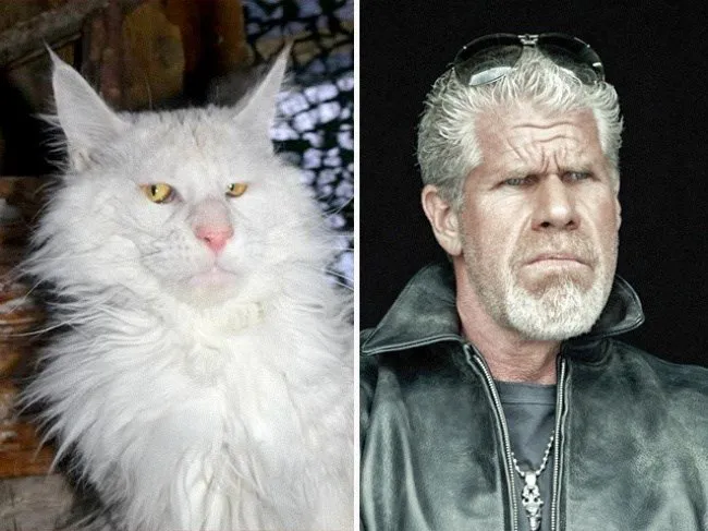 Kediler ve film karakterleri arasındaki benzerlik