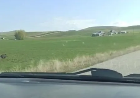 Sürücülerin kabusu oldu! Geceleri ortaya çıkıp yola fırlıyor