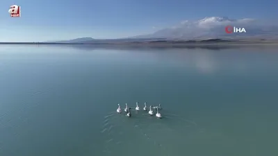 Süphan Dağı manzarasında kuğu dansı