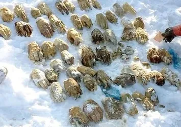 Rusya'da bulunan kesik ellerin sırrı çözüldü