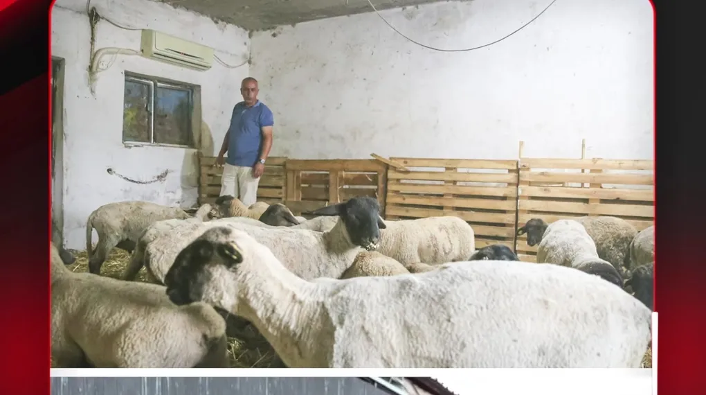 KOYUNLARI İÇİN KLİMA TAKTIRDI