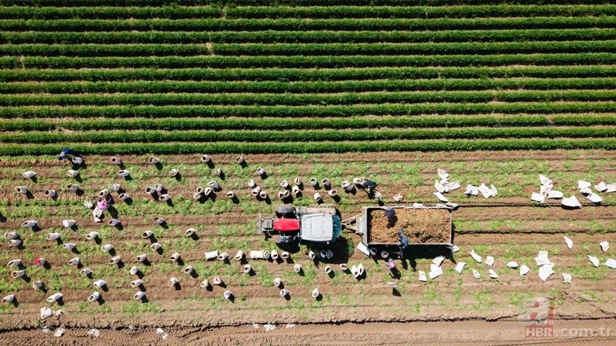 Mazotun tamamı, gübrenin yarısı devletten: Çiftçinin maliyeti düşecek 10
