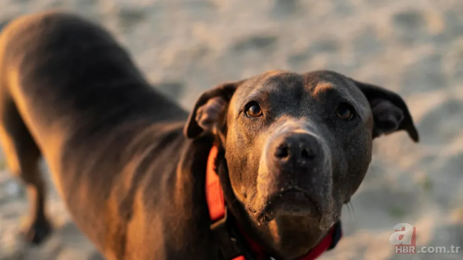 Veteriner açıkladı: İşte evcil hayvan olarak beslenebilecek en iyi 5 köpek ırkı 2