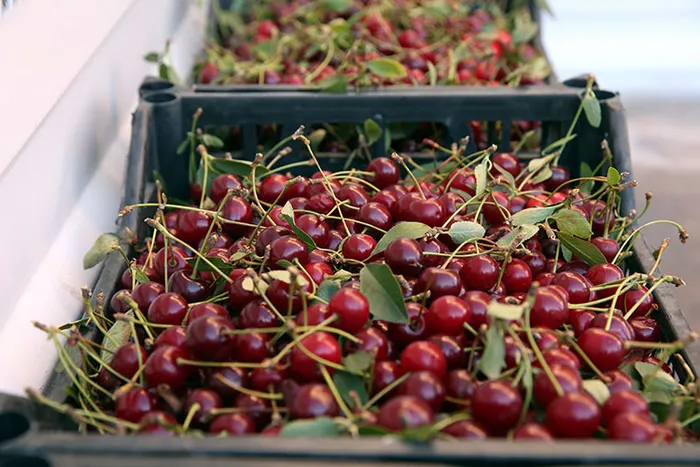 C vitamini deposu! Vücudu baştan aşağı yenileyen içecek tarifi...