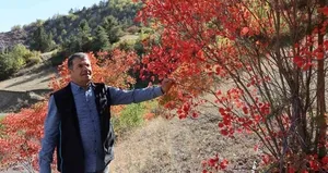 Kaplaç Ağaçları doğayı kırmızıya boyadı