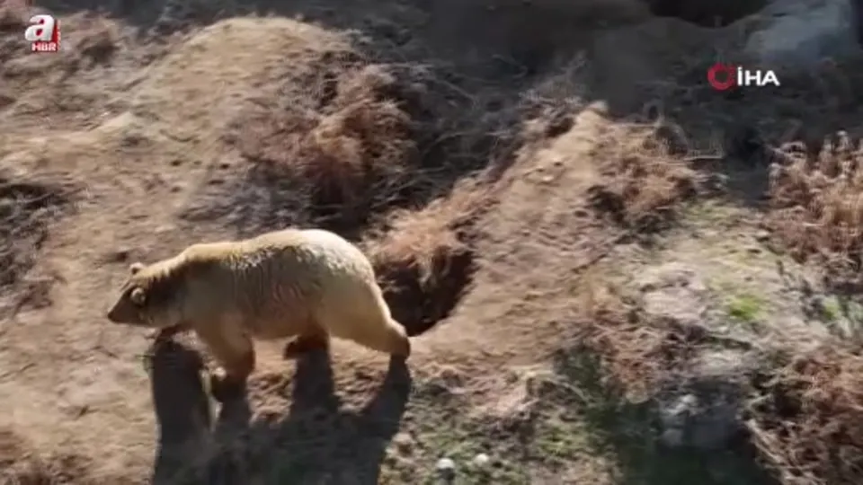 Ayılar kış uykusuna yatmadı