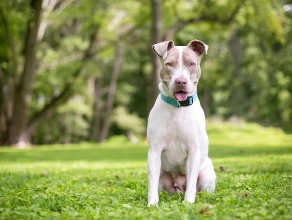 İçişleri Bakanlığı harekete geçti! Yasaklı ırk besleyenlere ceza yağdı