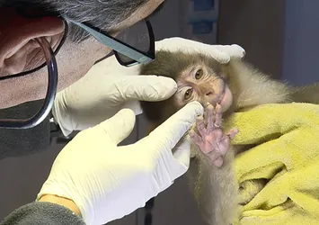 Antalya otogarında şoke eden olay: Kedi sanıldı yavru maymun çıktı