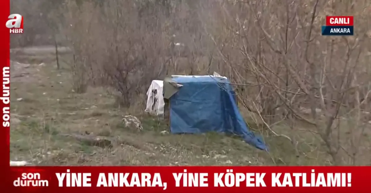 Yine Ankara yine köpek katliamı!